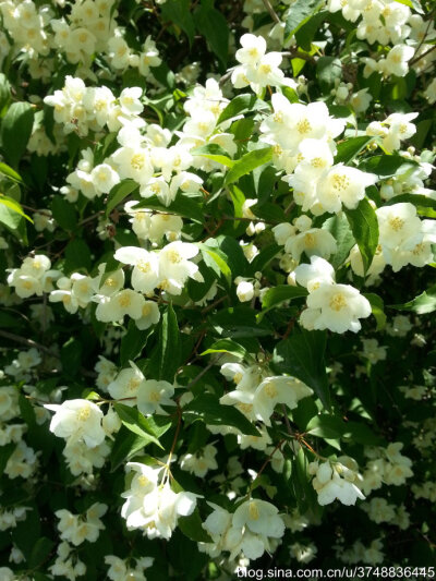 【石之若璞-花事-夏日觅花影】中文学名：东北山梅花~ 拉丁学名：Philadelphus schrenkii Rupr.~ 别 称：山梅花~ 蔷薇目 Rosales-虎耳草亚目 Saxifragineae-虎耳草科 Saxifragaceae-山梅花属 Philadelphus-东北山梅花…