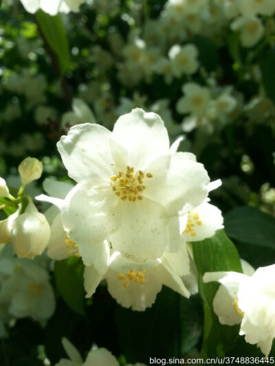 【石之若璞-花事-夏日觅花影】中文学名：东北山梅花~ 拉丁学名：Philadelphus schrenkii Rupr.~ 别 称：山梅花~ 蔷薇目 Rosales-虎耳草亚目 Saxifragineae-虎耳草科 Saxifragaceae-山梅花属 Philadelphus-东北山梅花…