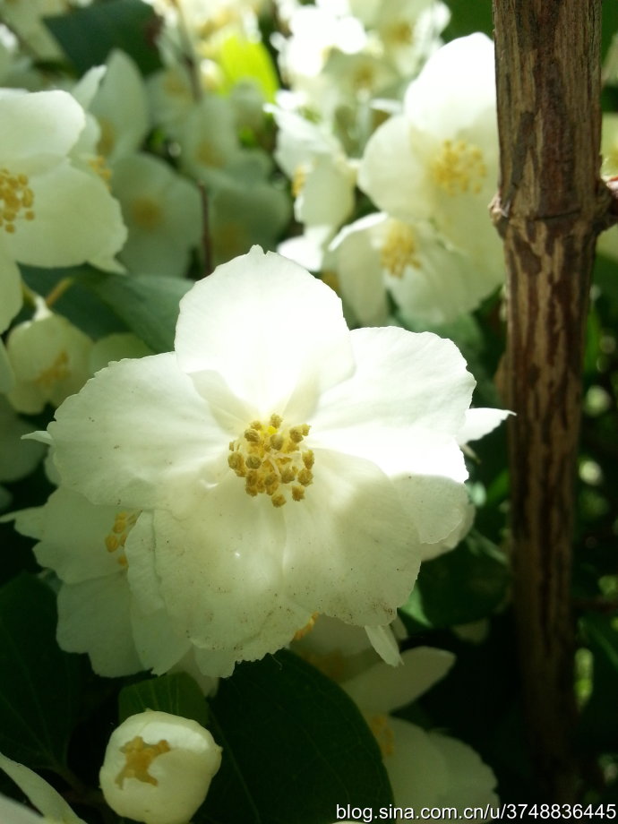 【石之若璞-花事-夏日觅花影】中文学名：东北山梅花~ 拉丁学名：Philadelphus schrenkii Rupr.~ 别 称：山梅花~ 蔷薇目 Rosales-虎耳草亚目 Saxifragineae-虎耳草科 Saxifragaceae-山梅花属 Philadelphus-东北山梅花 Philadelphus~