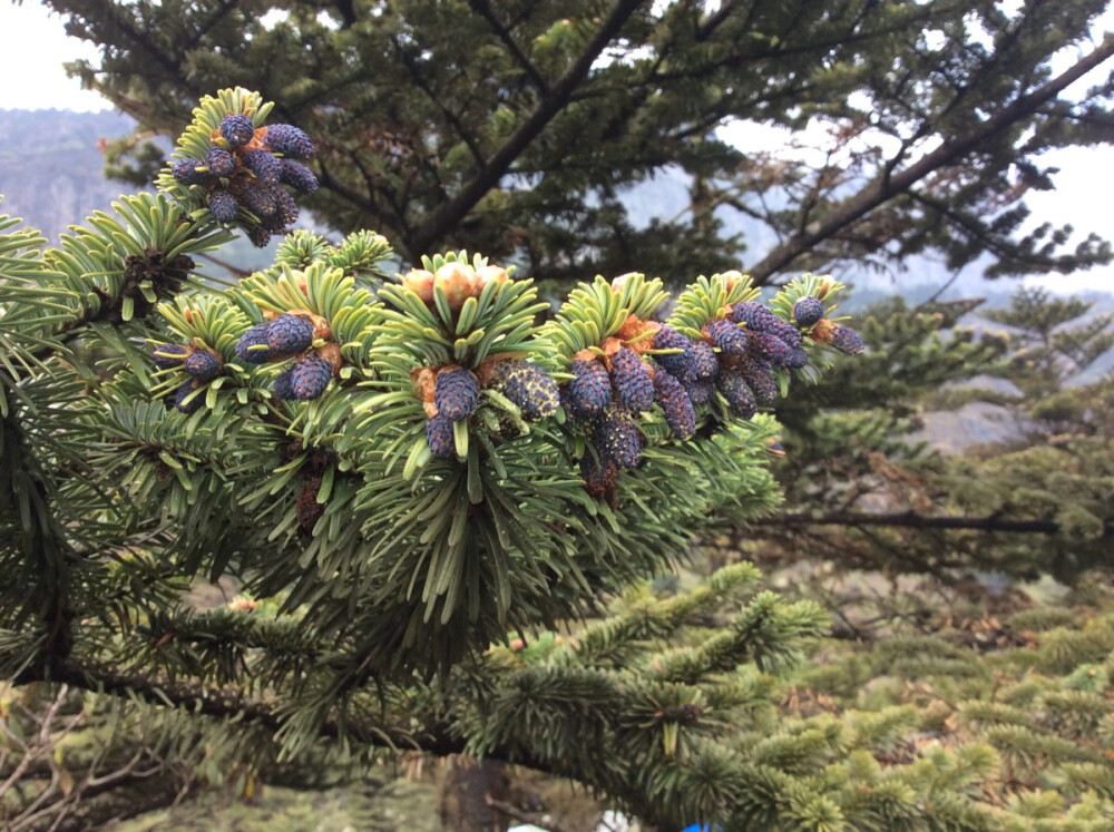 2015春轿子雪山，神奇的紫色松子