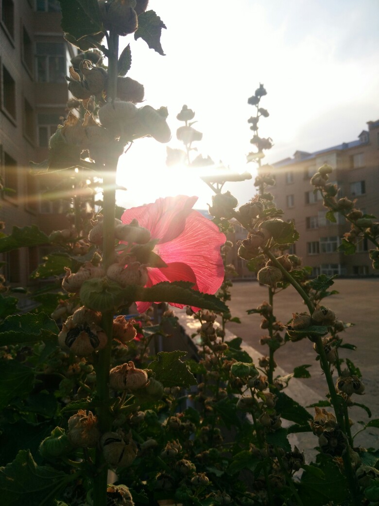 夕阳和花更配哦