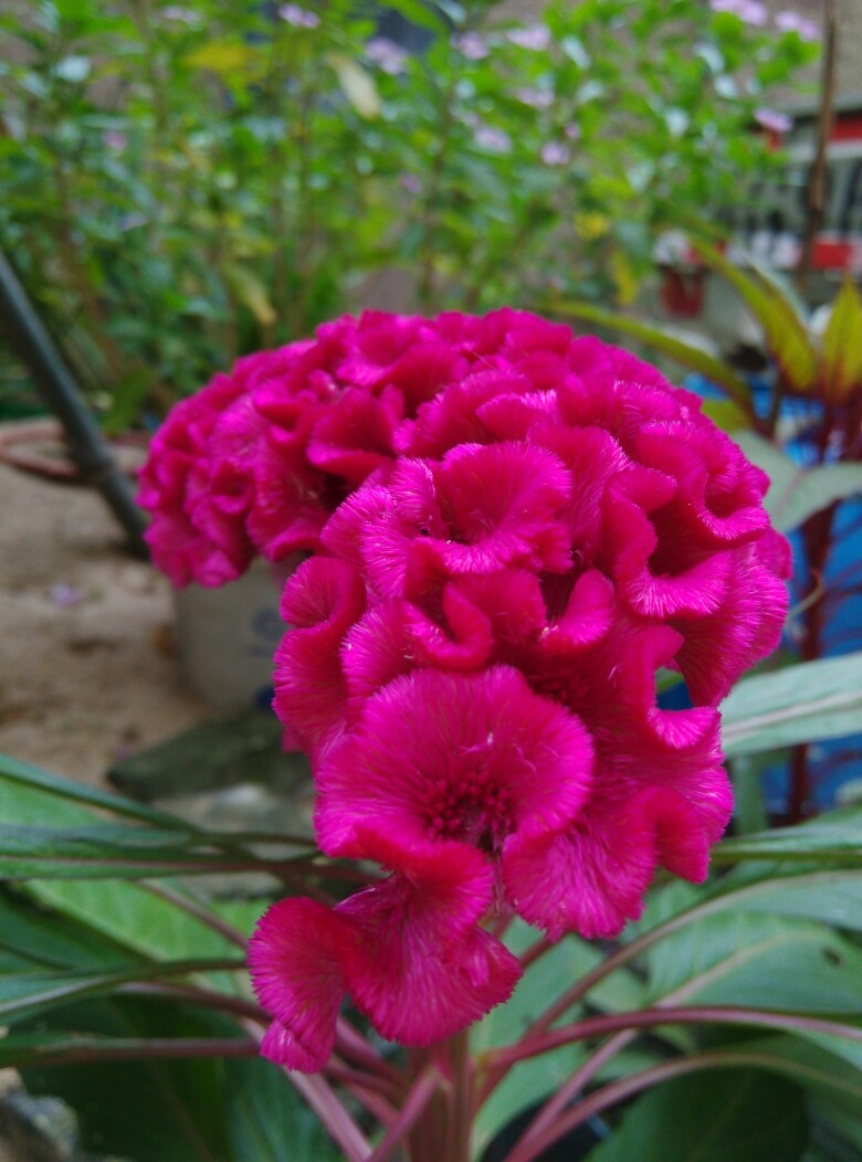 紫红色鸡冠花 鸡冠花（学名：Celosia cristata L.），中文别名：鸡髻花、老来红、芦花鸡冠、笔鸡冠、小头鸡冠、凤尾鸡冠、大鸡公花、鸡角根、红鸡冠。一年草本植物，夏秋季开花，花多为红色，呈鸡冠状，故称鸡冠花。