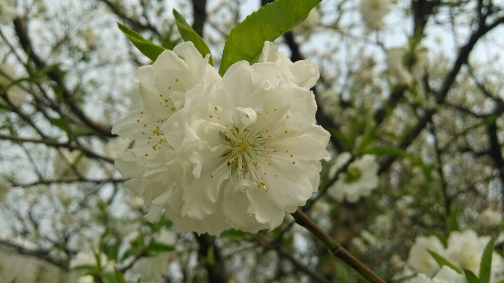 梨花浅浅漫漫开。