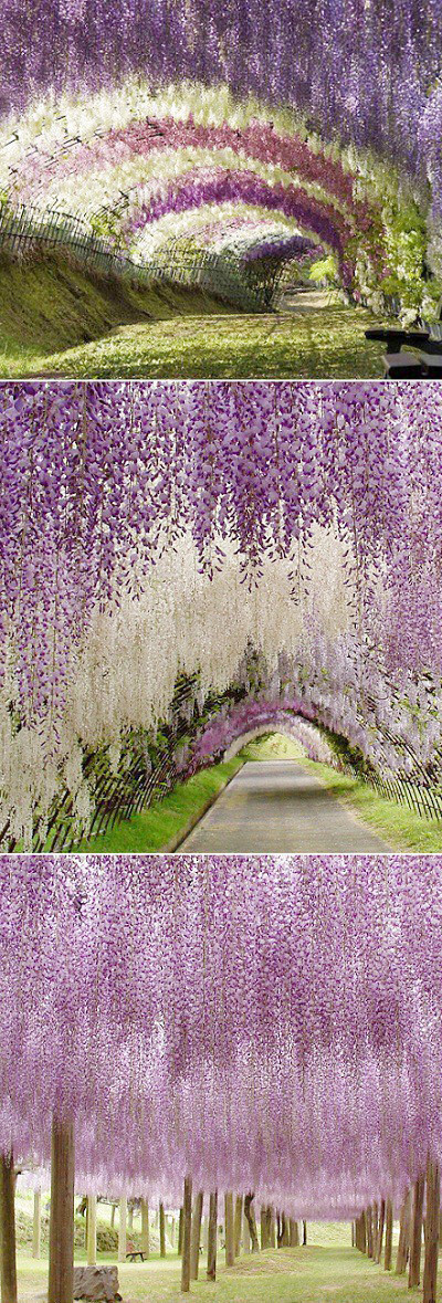 【紫藤隧道】紫藤隧道位于日本北九州港市的河内富士山公园中，从图中可以清晰的看到它美丽的景色，仿佛置身于童话王国一般浪漫与多彩。各种颜色的花朵与藤蔓点缀于棚顶，把这个隧道衬托的格外美丽与神秘。