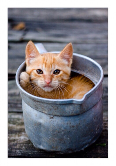 躲在罐子里的小猫咪