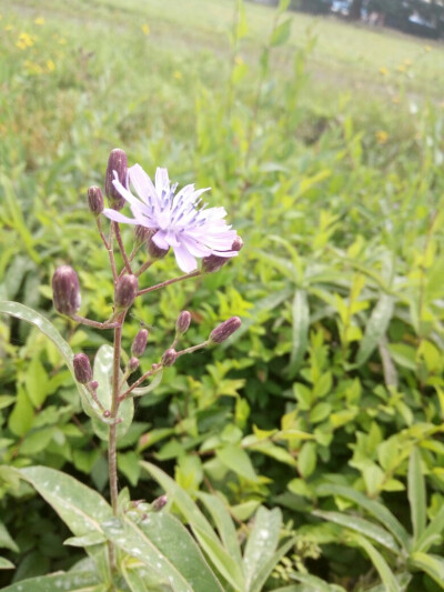 不知名的花