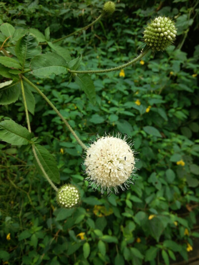 超清的花～