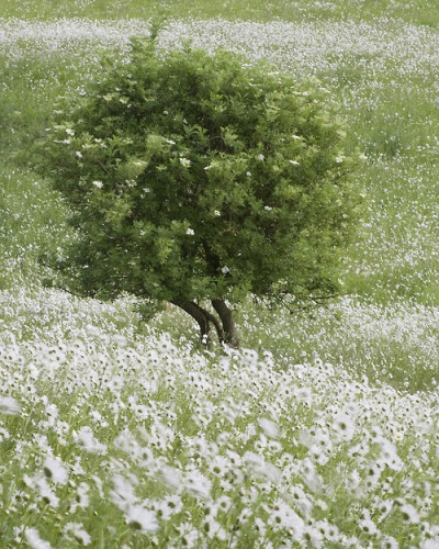 绿意满目，白花轻抚