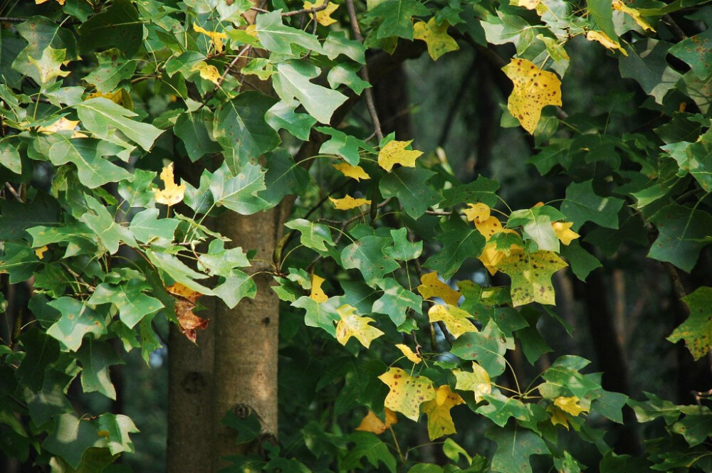 鹅掌楸 Liriodendron chinense (Hemsl.) Sargent. 木兰科 Magnoliaceae 鹅掌楸属