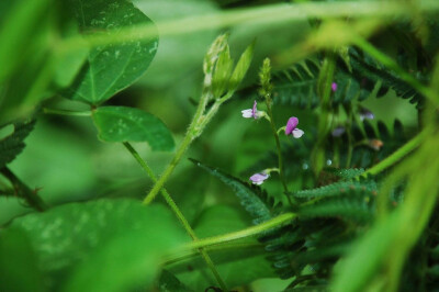 野大豆 Glycine soja Sieb. et Zucc. 蝶形花科 Fabaceae 大豆属