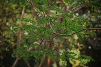 藤黄檀 Dalbergia hancei Benth. 蝶形花科 Fabaceae 黄檀属