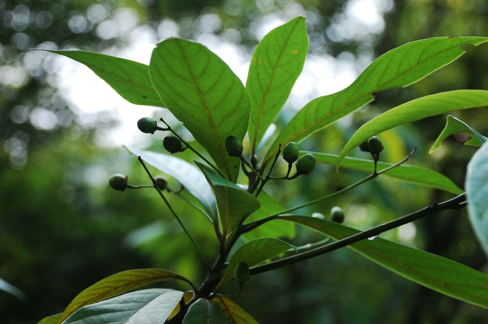 白楠 Phoebe neurantha (Hemsl.) Gamble 樟科 Lauraceae 楠属