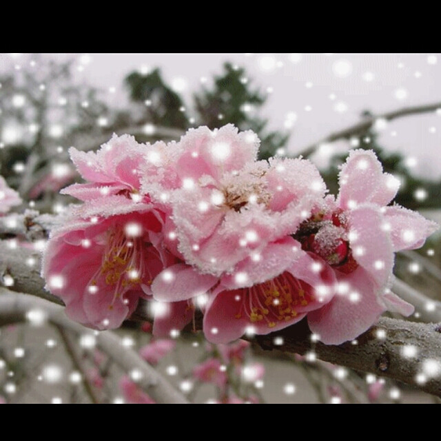 冬日梅花别样美