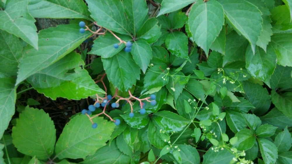 浆果遇见爬山虎～相亲相爱