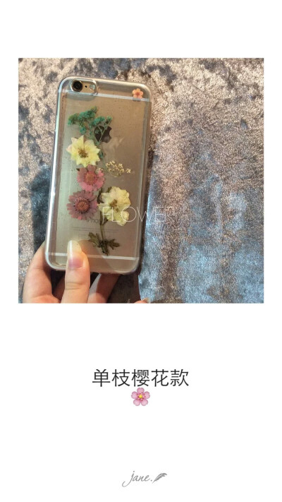 单枝樱花