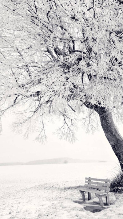 风景 白色 冷寂 雪