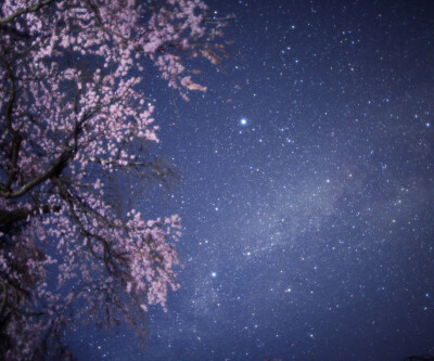夜空与樱花树 出自纹字锁屏