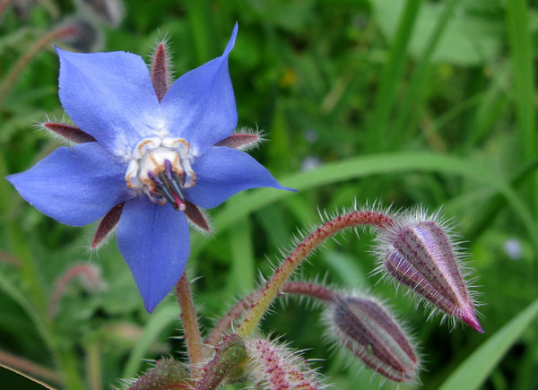  琉璃苣英文名Borage，为紫草科琉璃苣属一年生草本植物，原产于地中海沿岸及小亚细亚。其茎叶脆嫩而多汗液，具黄瓜香味.花期7月，花蓝色，成疏散、有叶的聚伞花序，具长柄。 花语是:勇气.