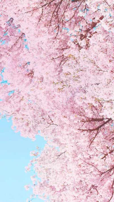 樱花背景图