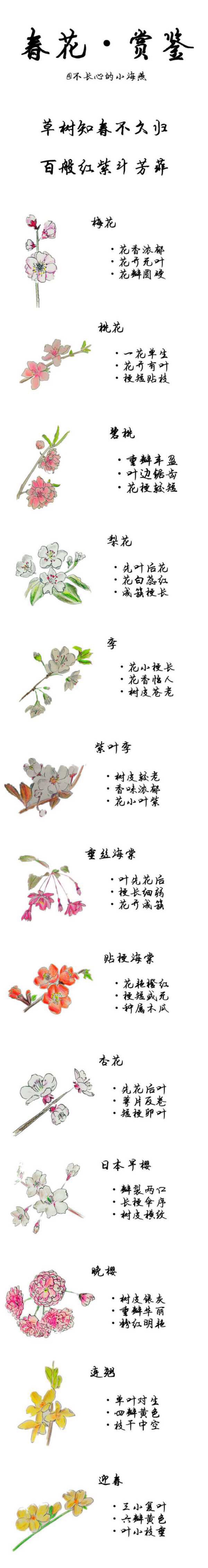 春花·赏鉴