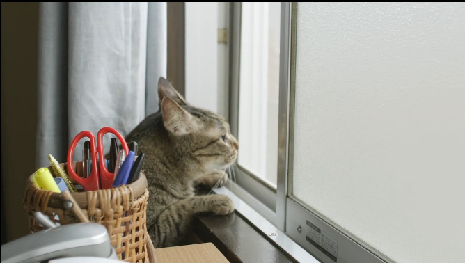 面包和汤和猫咪好天气