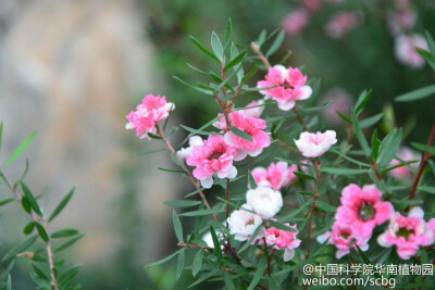 松红梅（Leptospermum scoparium）为桃金娘科（Myrtaceae）常绿小灌木，因其叶似松叶，花似红梅而得名。花有单、重瓣之分。花色有红，粉红，桃红，白等多种。在适宜环境下，花期可长达300天之久，堪称“花界劳模”。…