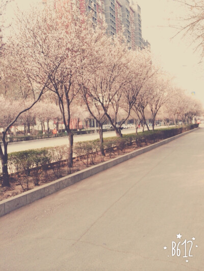 学校旁边的小路，车少人少，风景好～～～