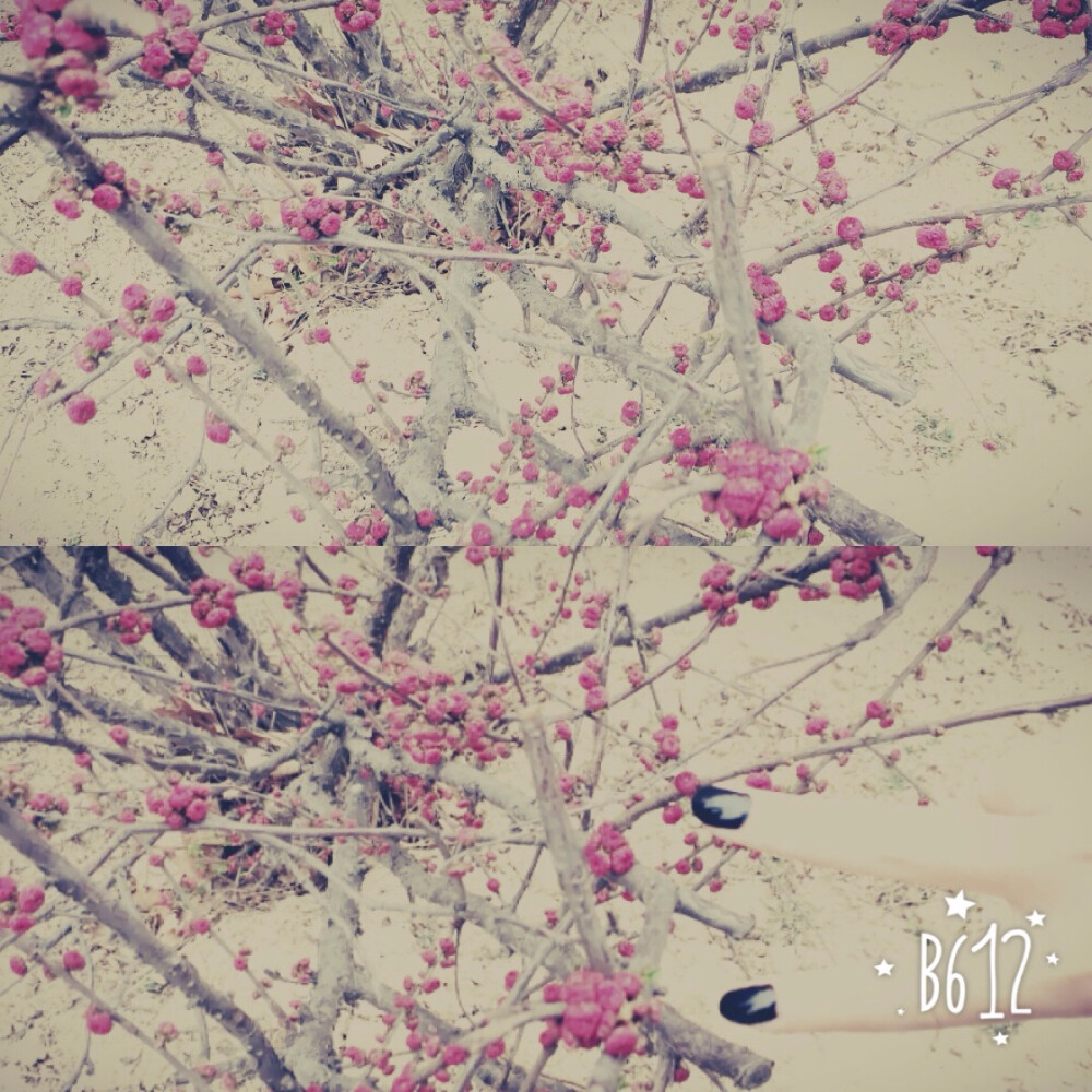 初春的花～～～～