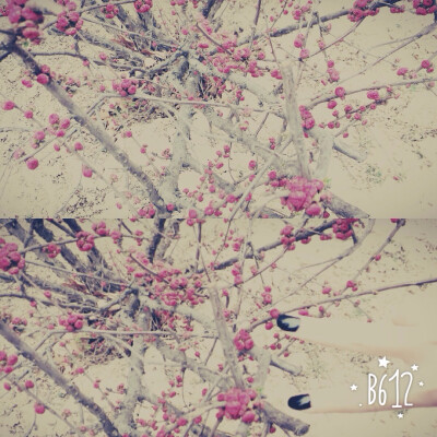 初春的花～～～～