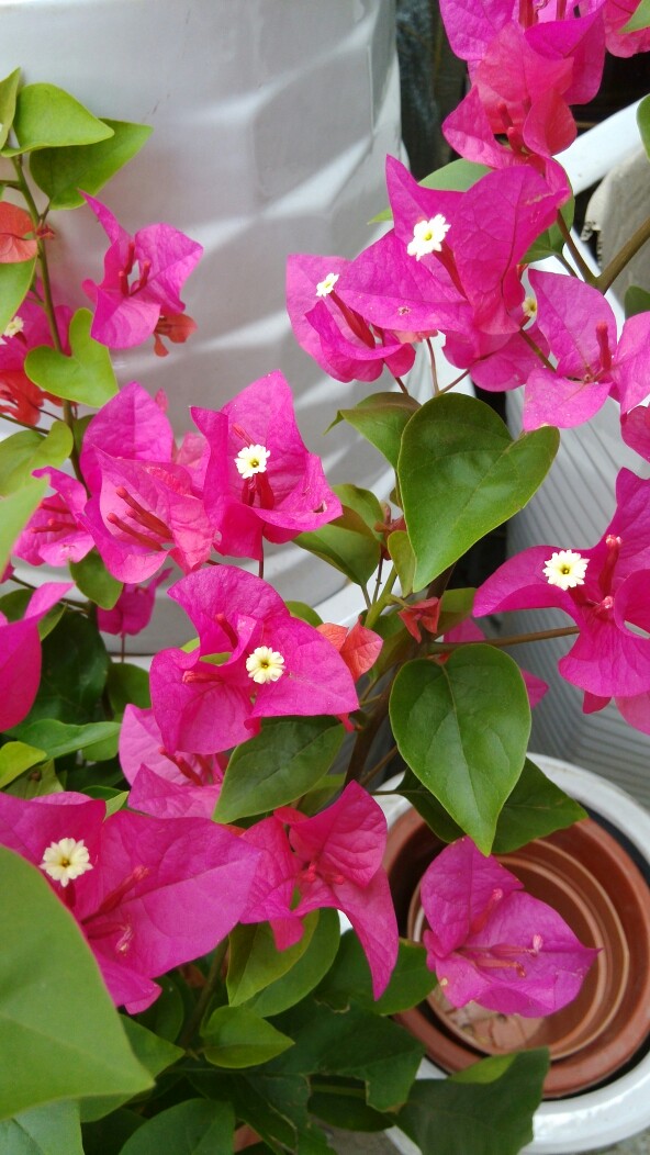 玫红色三角梅一