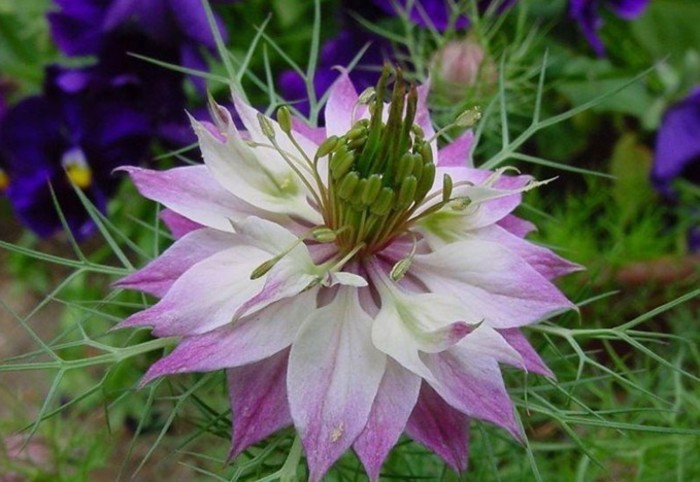 黑种草(Love-in-a-mist)在英语里面也叫做Devil-in-the-bush，是一种一年生植物，原产于地中海地区。黑种草可以长到1到2英尺(30到60厘米)高，长着带花边的鲜绿色叶子，开白色或者蓝色的花，花朵被线状的叶子包围着，这种线状的叶子叫做苞叶(bracts)。黑种草的果实是球状的蒴果。黑种草主要被种植在北美洲的花园里。花语：清新的爱，无尽的思念。所属科别：毛茛科黑种草属。