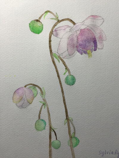 水彩手绘练习。线稿痕迹太重了，希望能看到自己的进步。