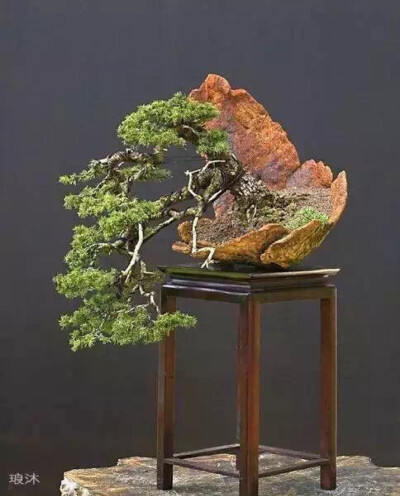 盆景起源于古代园林造景，以摹仿自然山水景色营造园林。同时给人宁静与岁月的沉淀，在盆景中体会人生的禅意。