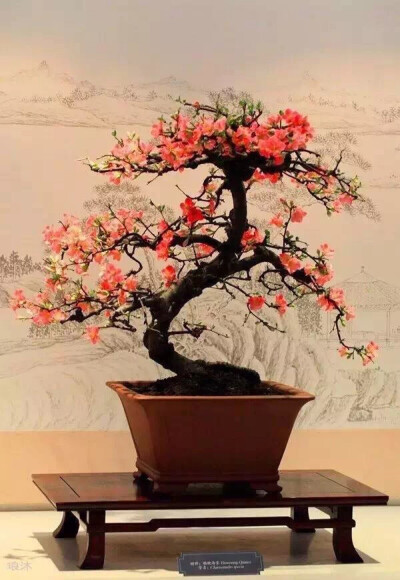 盆景起源于古代园林造景，以摹仿自然山水景色营造园林。同时给人宁静与岁月的沉淀，在盆景中体会人生的禅意。