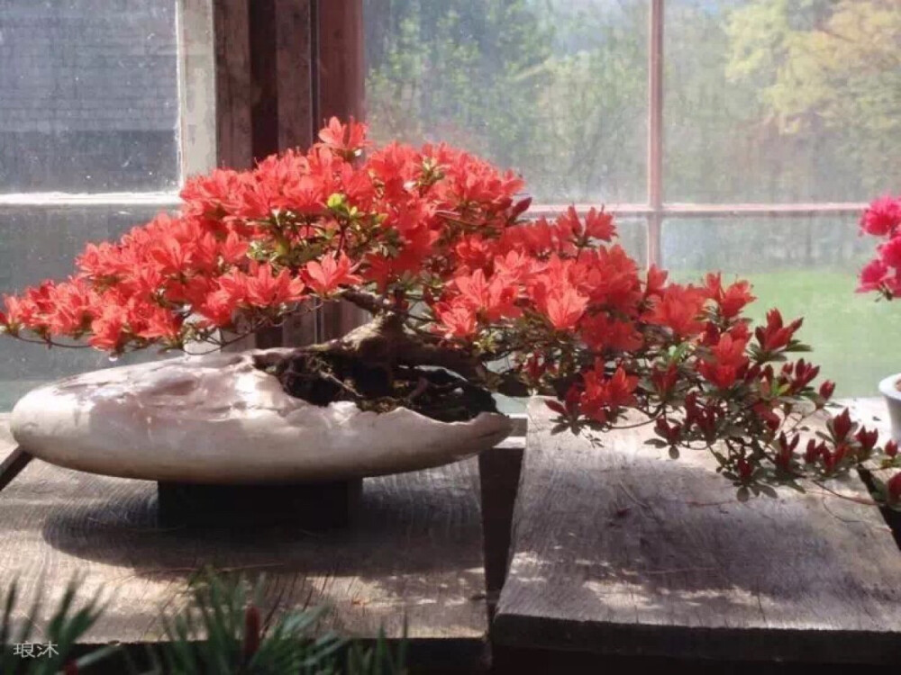 盆景起源于古代园林造景，以摹仿自然山水景色营造园林。同时给人宁静与岁月的沉淀，在盆景中体会人生的禅意。