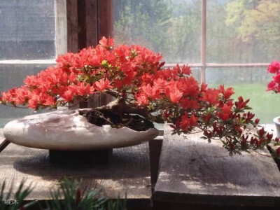 盆景起源于古代园林造景，以摹仿自然山水景色营造园林。同时给人宁静与岁月的沉淀，在盆景中体会人生的禅意。