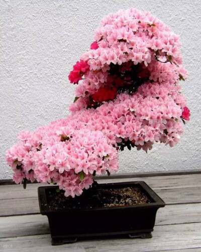 盆景起源于古代园林造景，以摹仿自然山水景色营造园林。同时给人宁静与岁月的沉淀，在盆景中体会人生的禅意。