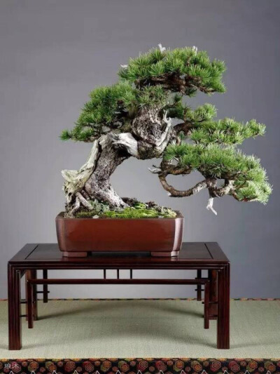 盆景起源于古代园林造景，以摹仿自然山水景色营造园林。同时给人宁静与岁月的沉淀，在盆景中体会人生的禅意。