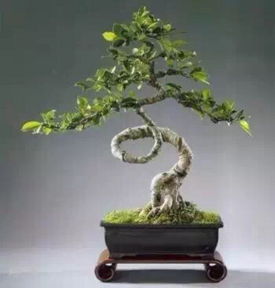 盆景起源于古代园林造景，以摹仿自然山水景色营造园林。同时给人宁静与岁月的沉淀，在盆景中体会人生的禅意。