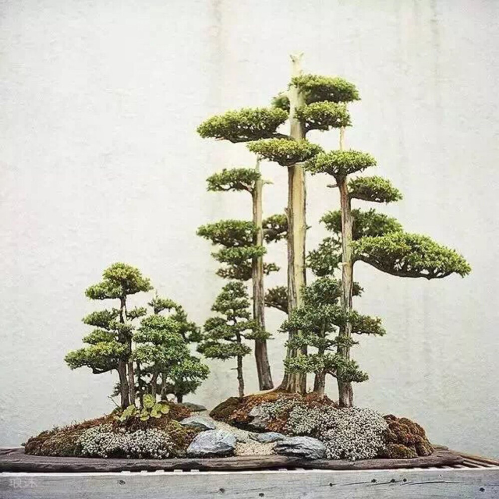 盆景起源于古代园林造景，以摹仿自然山水景色营造园林。同时给人宁静与岁月的沉淀，在盆景中体会人生的禅意。