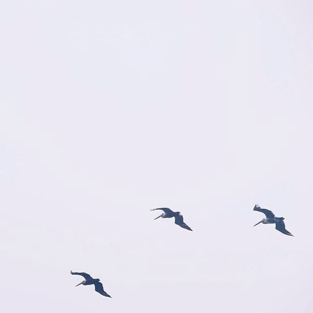 Birds flying high