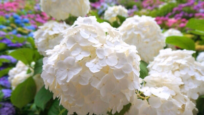 紫阳花❀日本