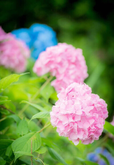 紫阳花壁纸❀日本