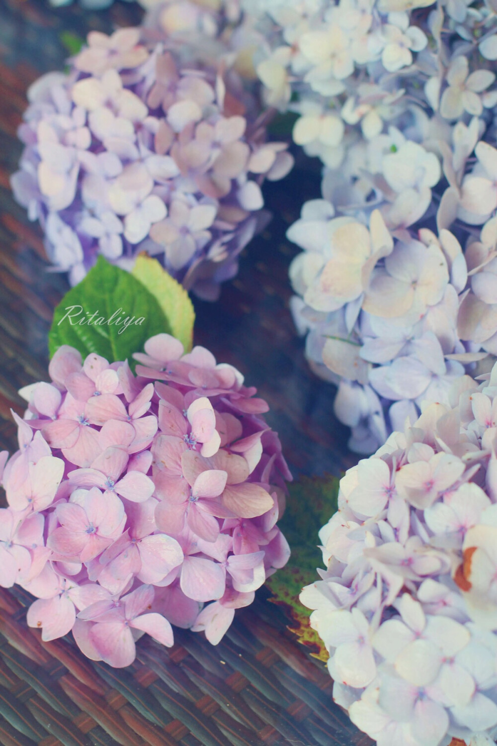 紫阳花と向日葵图片