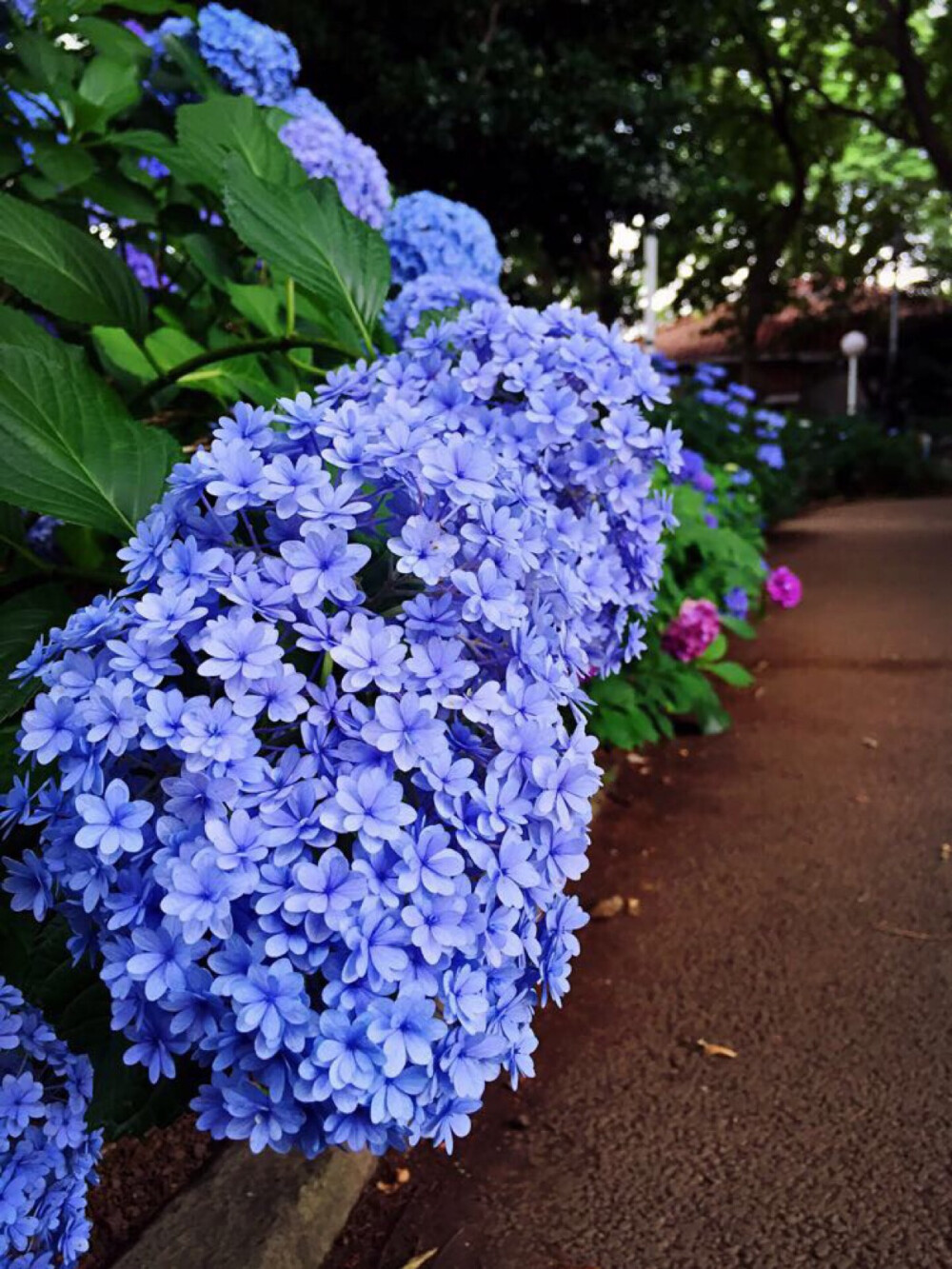 紫阳花❀日本