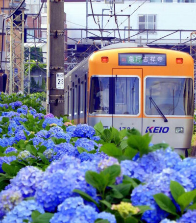 紫阳花与列车❀日本