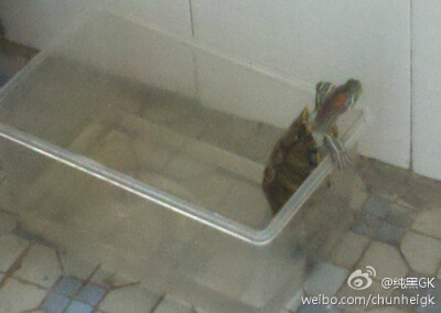 纯黑家的小乌龟天天想越狱。一定是他又虐待你了对吧？来这里，姐姐给你好吃的，我只想让你在你家小公举面前给我美言几句，让他嫁给我吧！✪ω✪