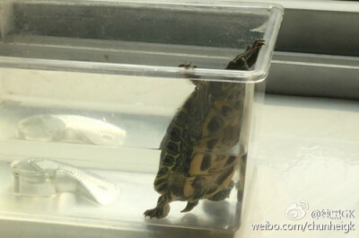 纯黑家的小乌龟天天想越狱。一定是他又虐待你了对吧？来这里，姐姐给你好吃的，我只想让你在你家小公举面前给我美言几句，让他嫁给我吧！✪ω✪