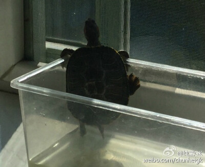 纯黑家的小乌龟天天想越狱。一定是他又虐待你了对吧？来这里，姐姐给你好吃的，我只想让你在你家小公举面前给我美言几句，让他嫁给我吧！✪ω✪