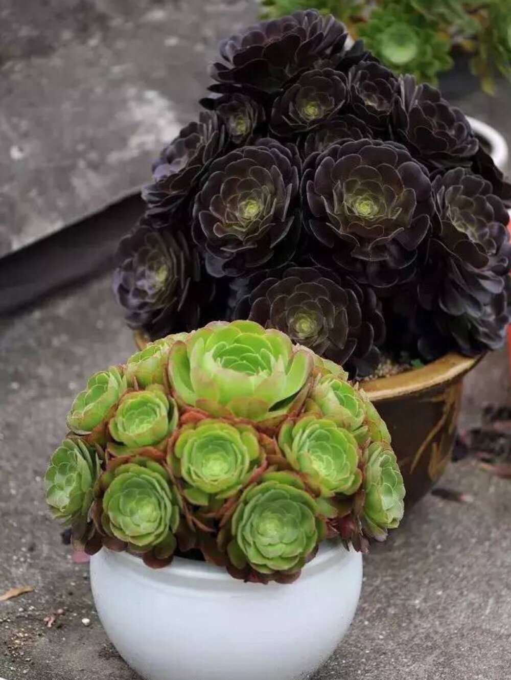 群生的莲花掌系列真的很震撼，很美！